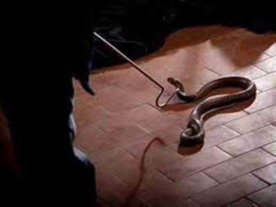 Snake Catcher Dies After Bitten by Snake He Rescued and Carried Around Neck